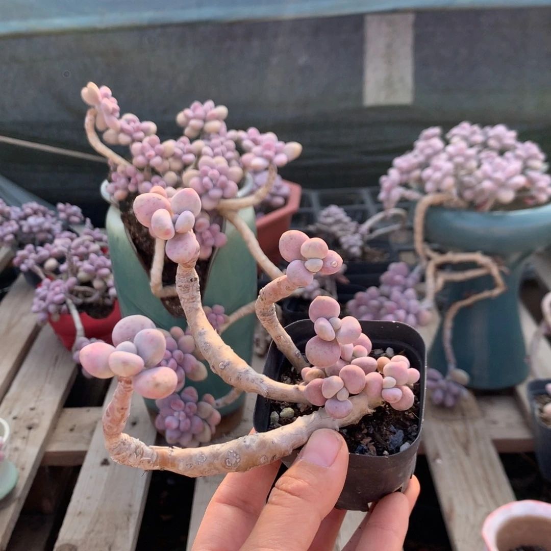 桃蛋老桩不带盆100号