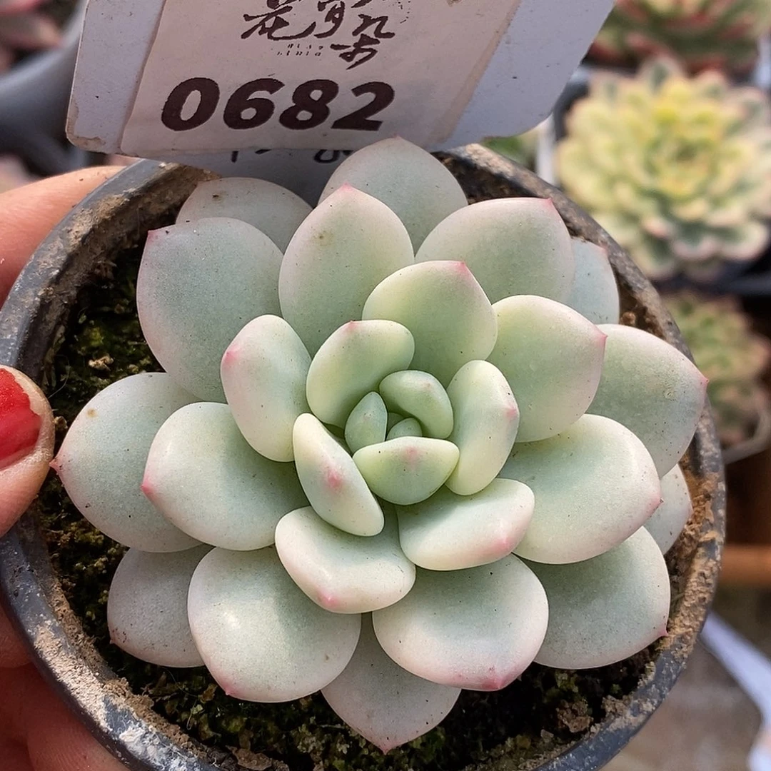 682元旦福利哈哈哈哈