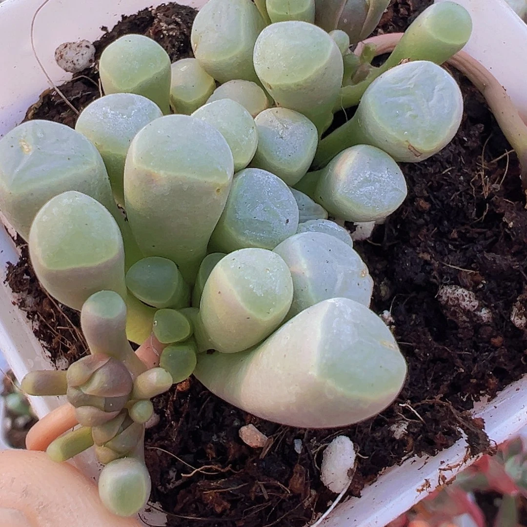 五十铃玉19包邮多肉植物