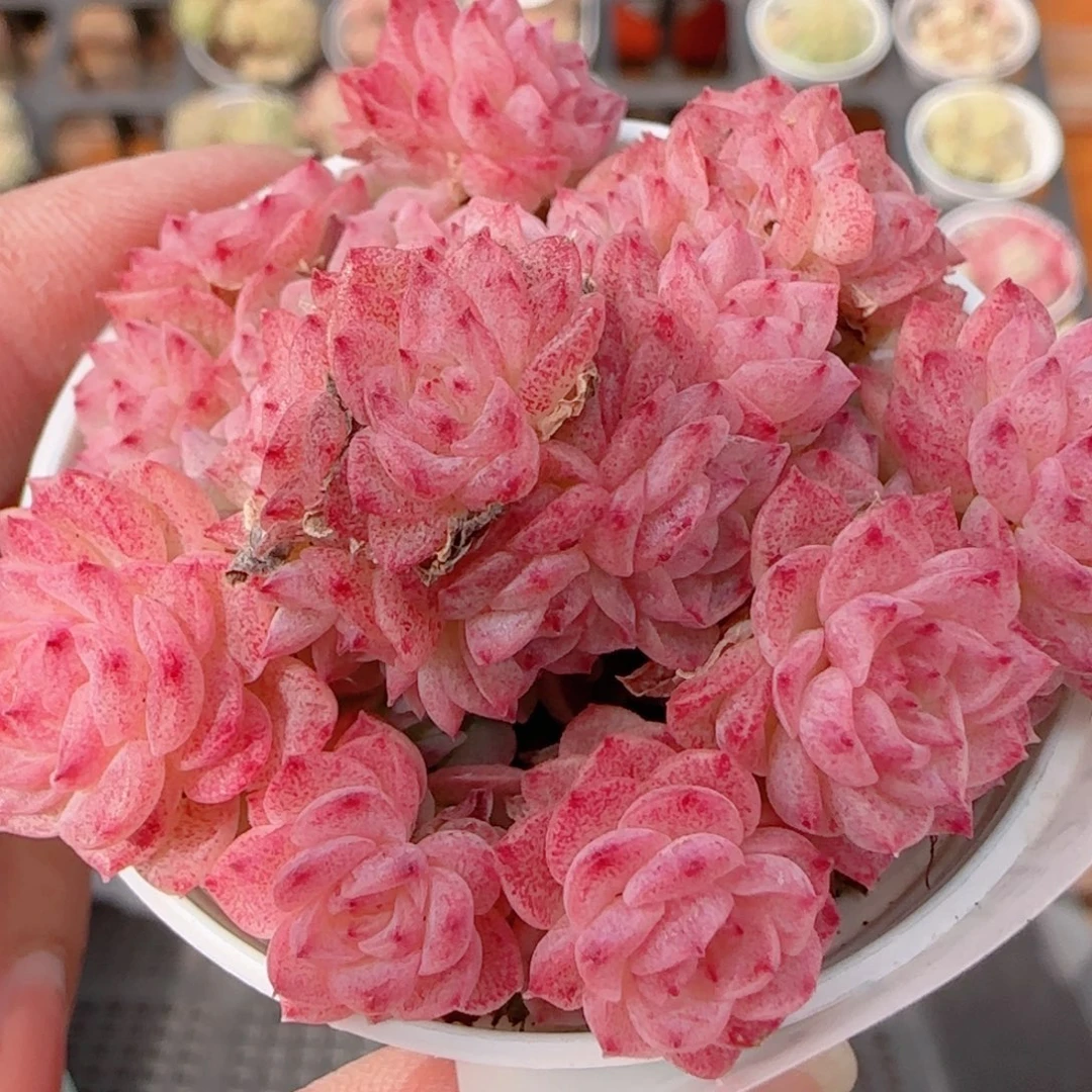 花语多肉1221-252