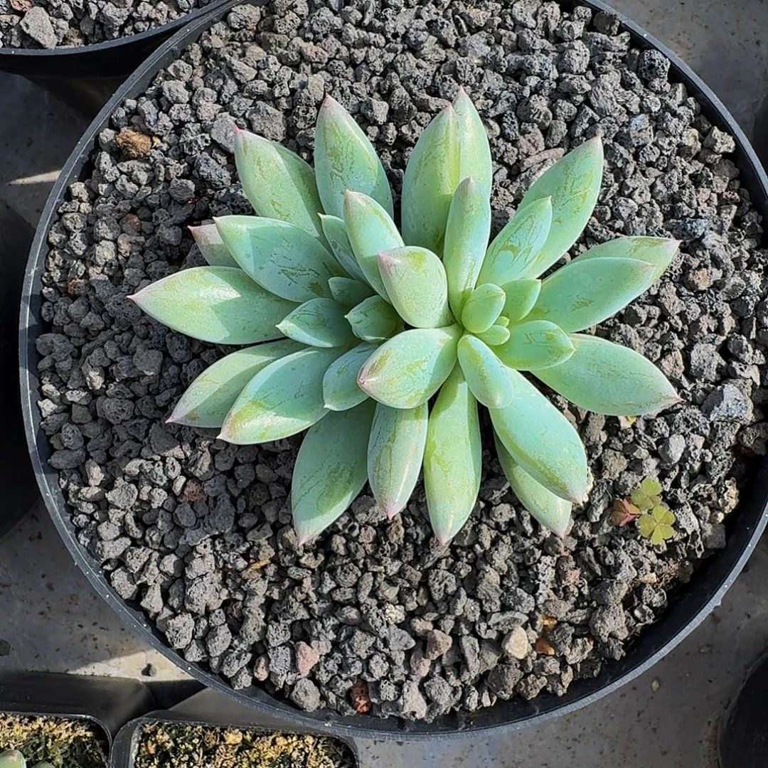 人鱼公主 双头 一物一拍