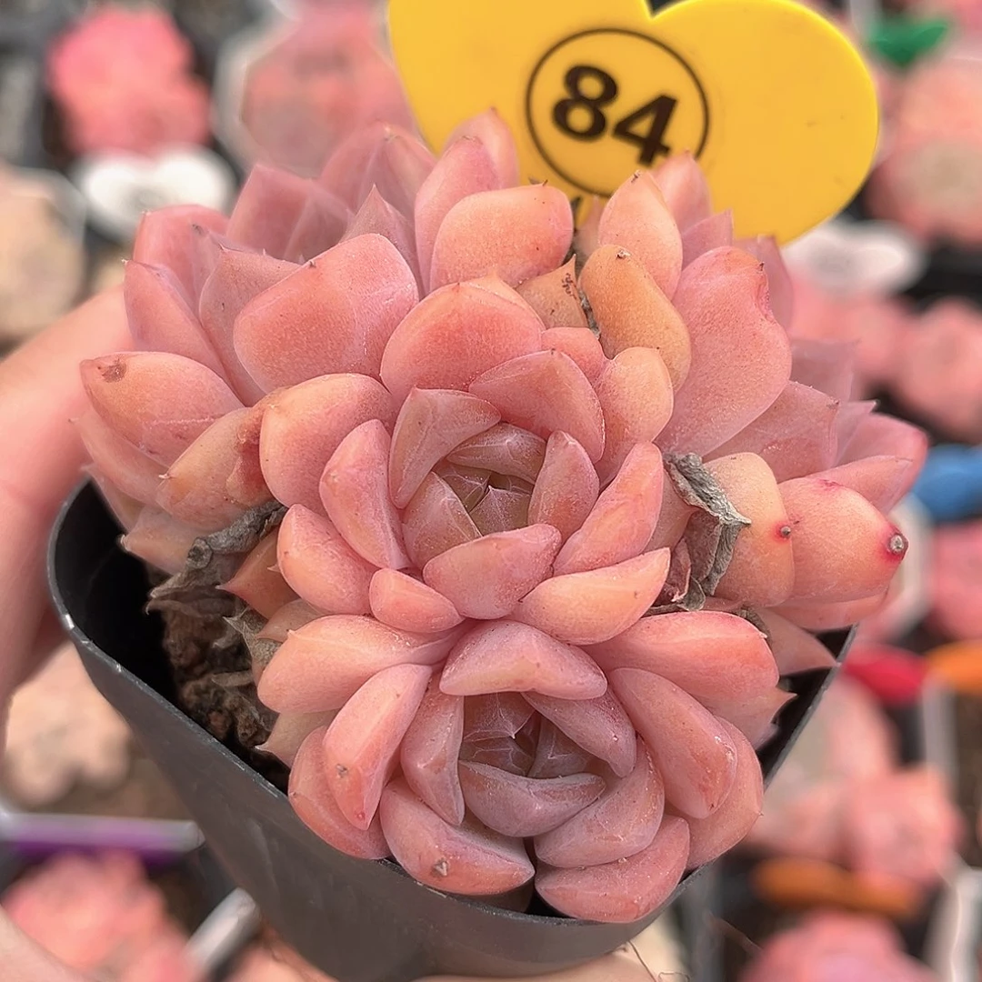 84号小老桩糖心群