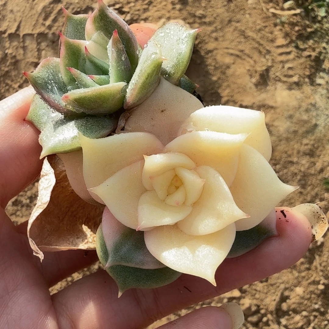 贝加尔湖锦，多肉植物