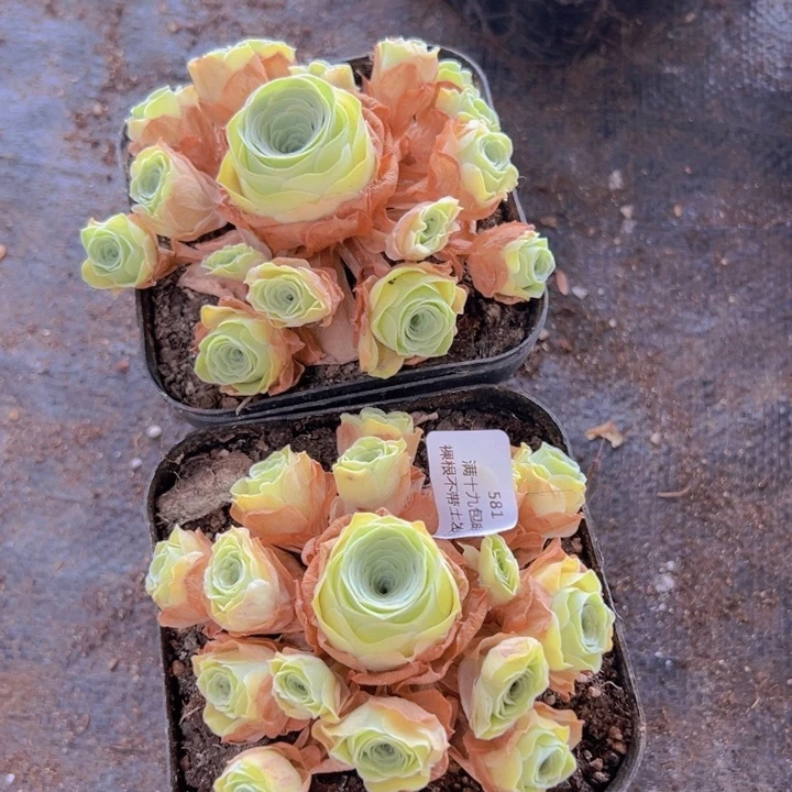 581 裸根不带土发货