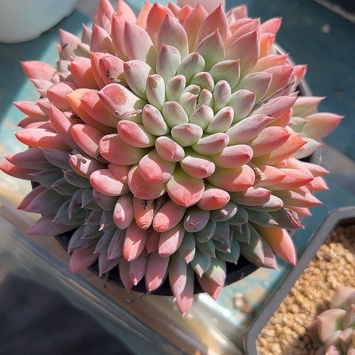 弘***棚美人自然群111111111