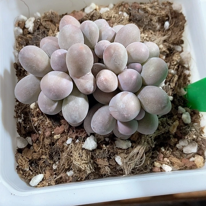 多肉植物汤圆002