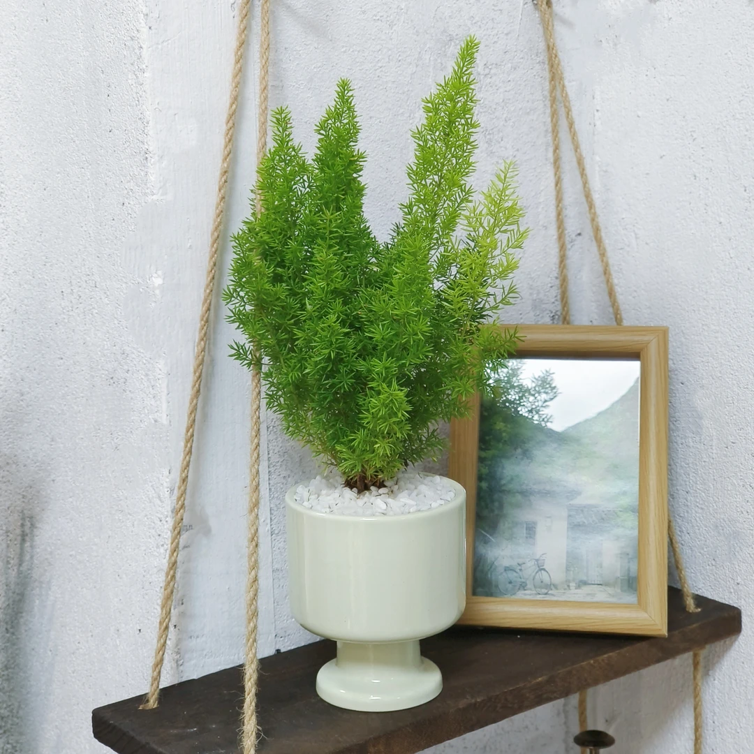 狐尾天门冬高级清新手工绿植盆栽桌面高级感四季常青花卉羽毛客厅