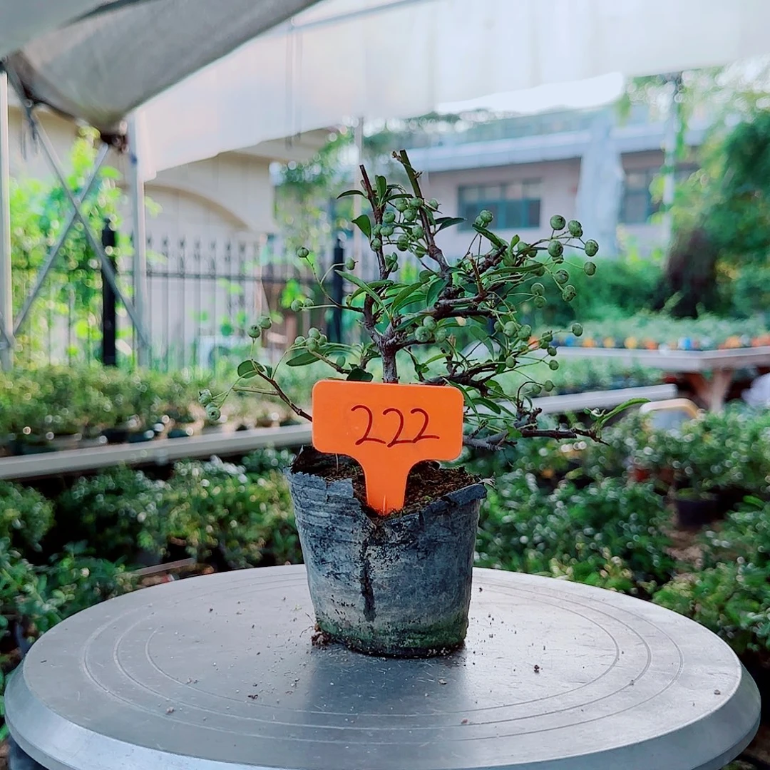 八***薰无花朵火棘吉祥果素材桩
