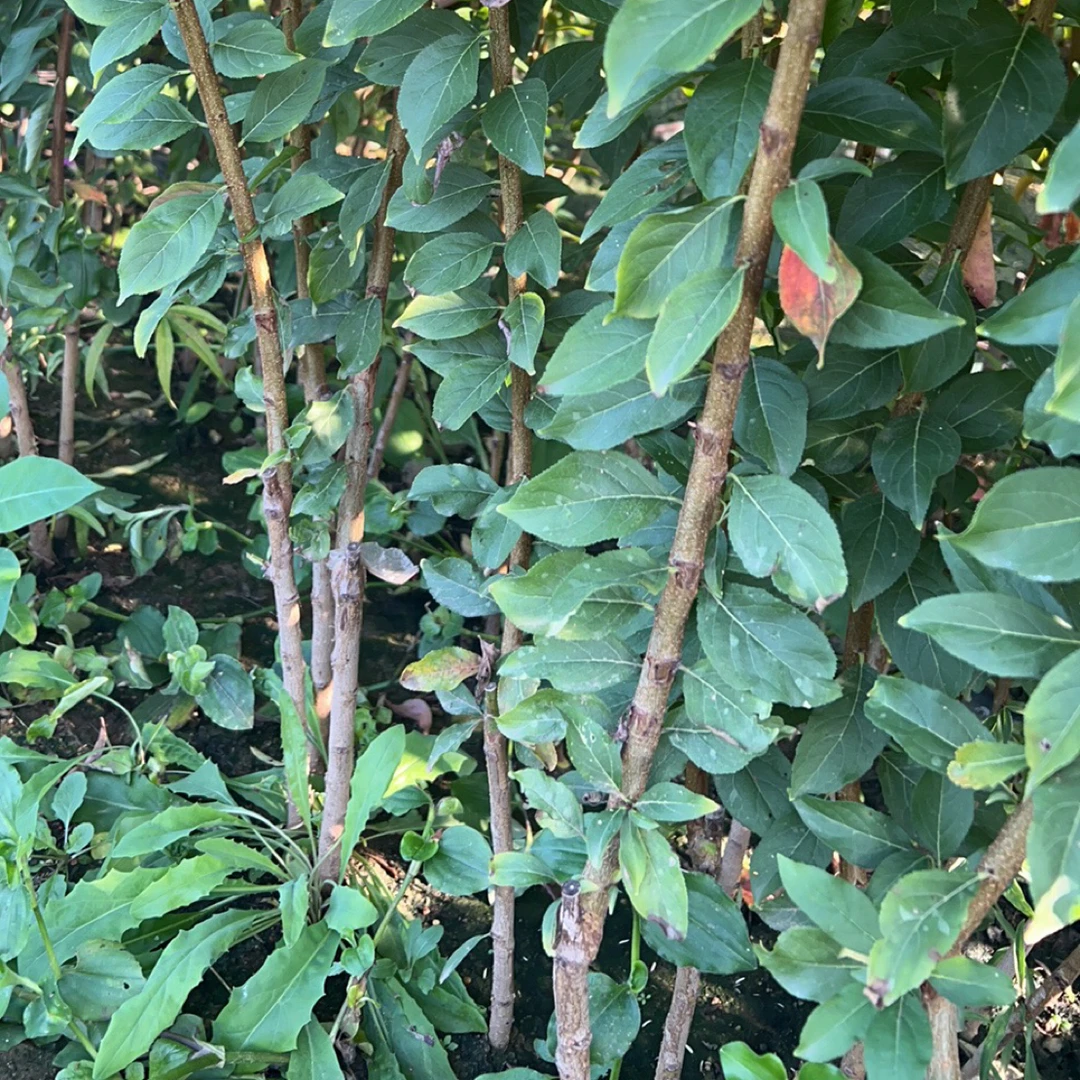 圣罗莎李子苗蜥蜴蛋李子太阳李树苗味王李子苗