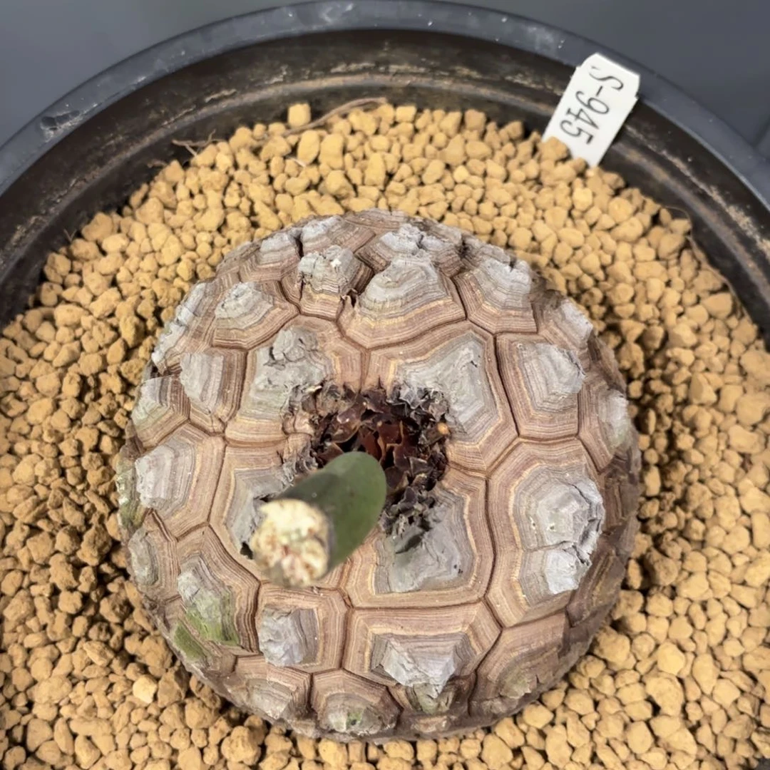 945 南非龟甲龙多肉植物