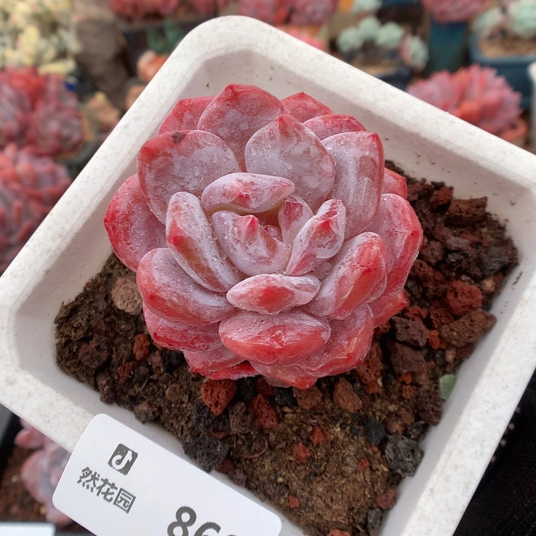 869雪天使多肉植物6666