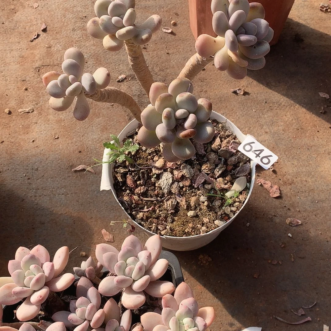 646 一物一拍多肉