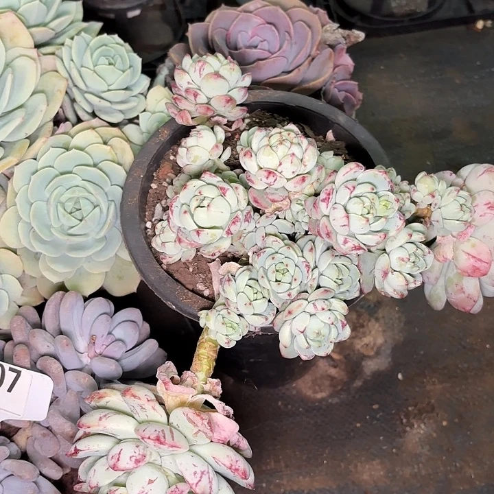 张**看香草一物一拍A007