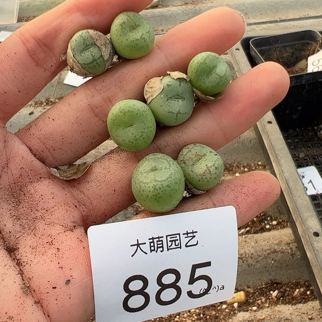 一物一拍。          无售后885