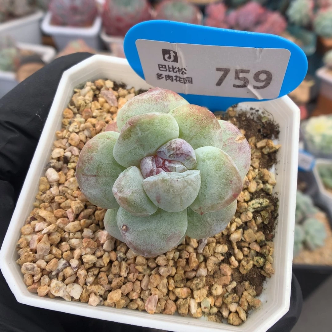 759 冰玉石化多肉