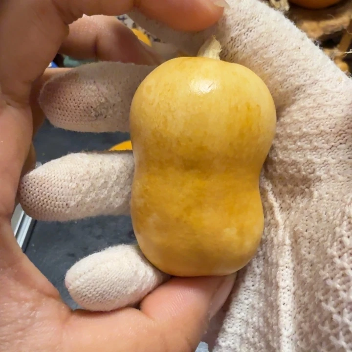 烨***华66…………………………………………