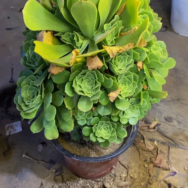 绿羊绒多肉断头不包4380