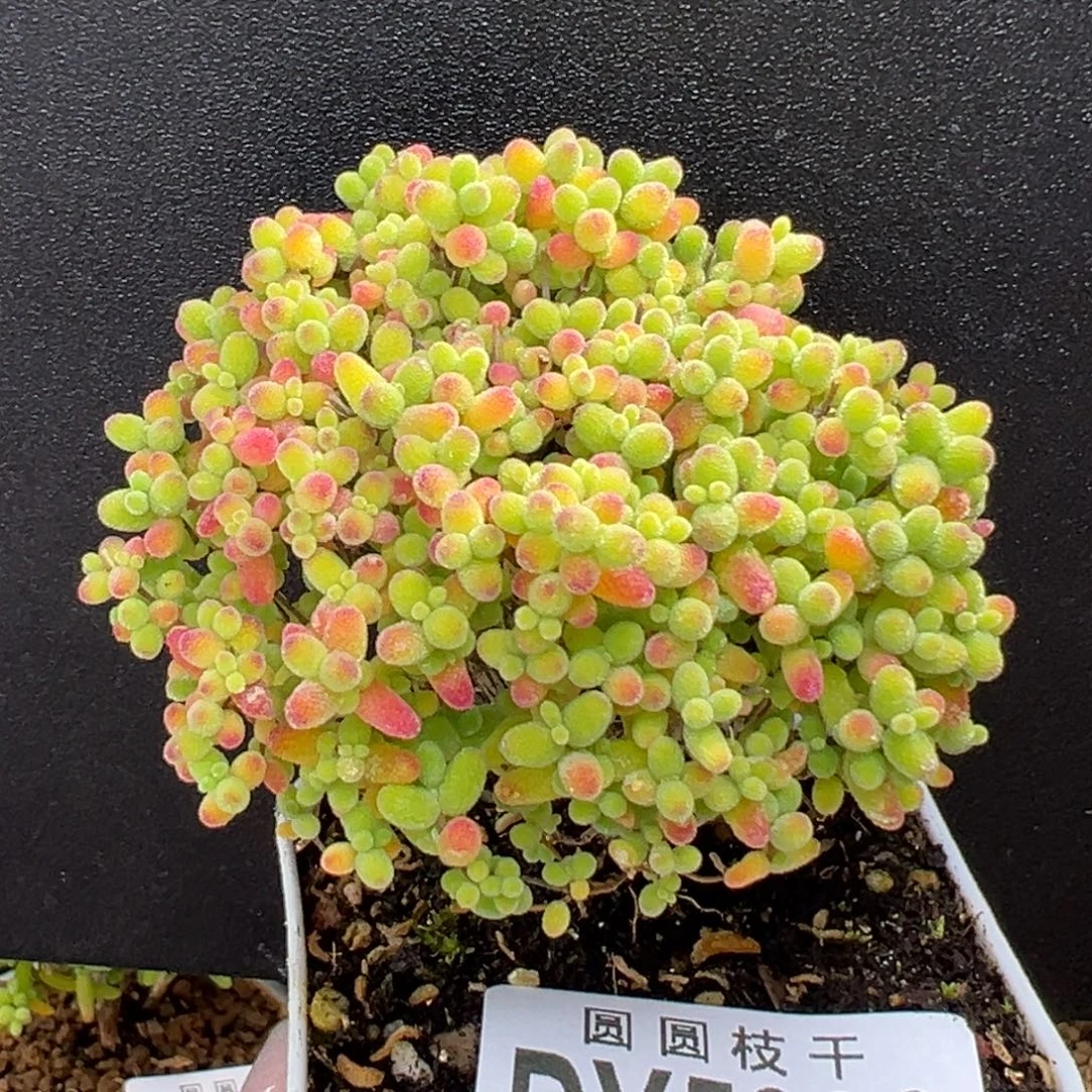 dy5882精控蜜橘糖球冠幅6cm