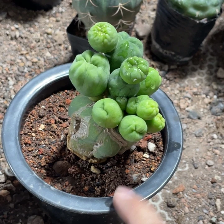 利***因实生短毛玩石化脱土发货