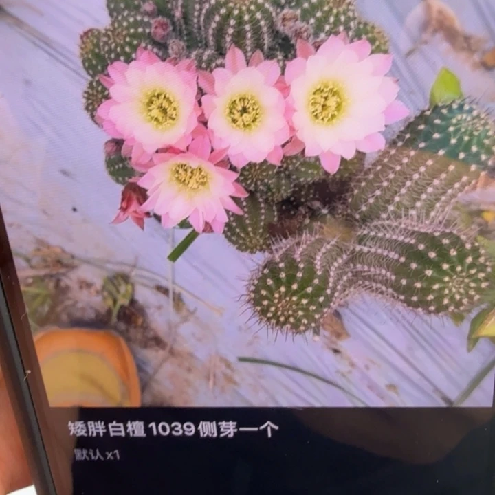矮胖白檀1039侧芽一个