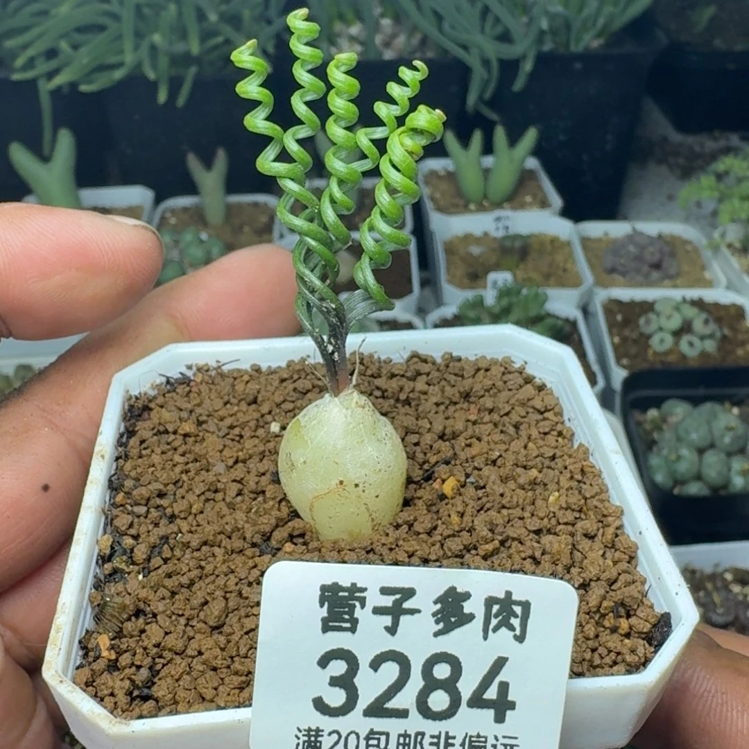 钢丝弹簧草脱土