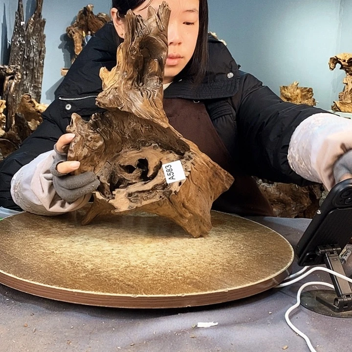 茶盏圆**小583株木底座随行根艺