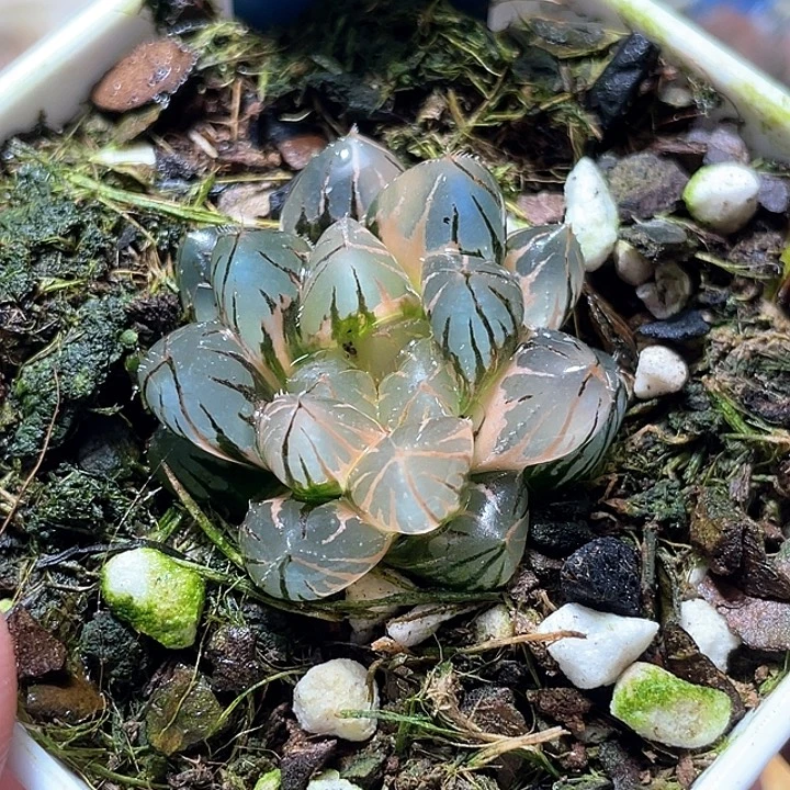 745霓虹灯锦特选福利