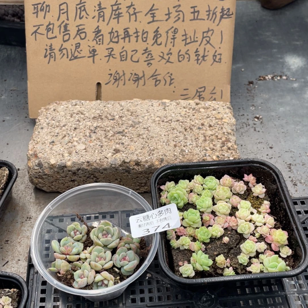 云糖心多肉植物374