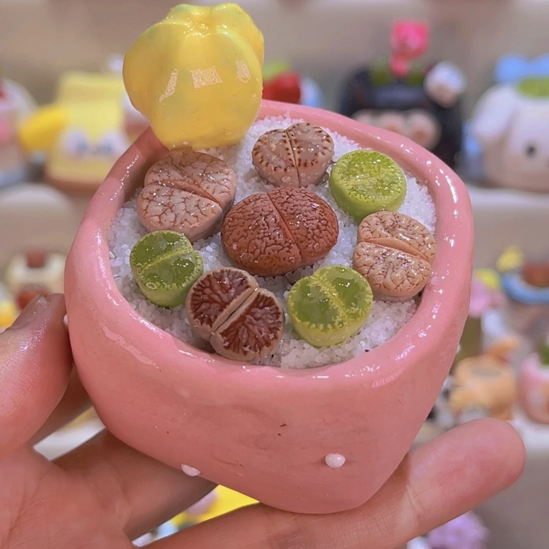 020生石花拼盘连盆带土包邮