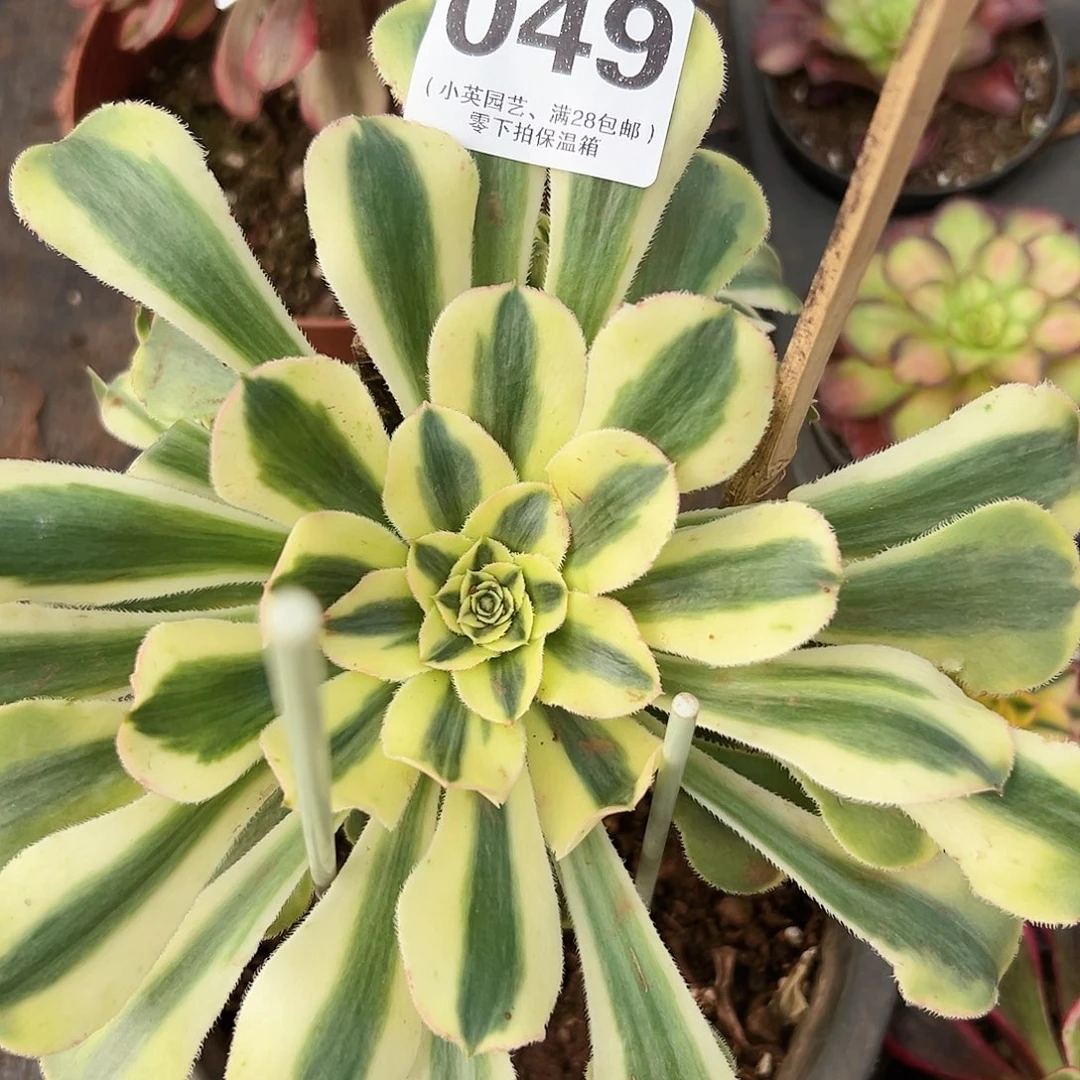 保时捷049多肉植物多肉植物