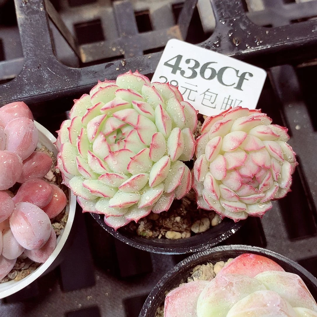 5厘米盆精控多肉436