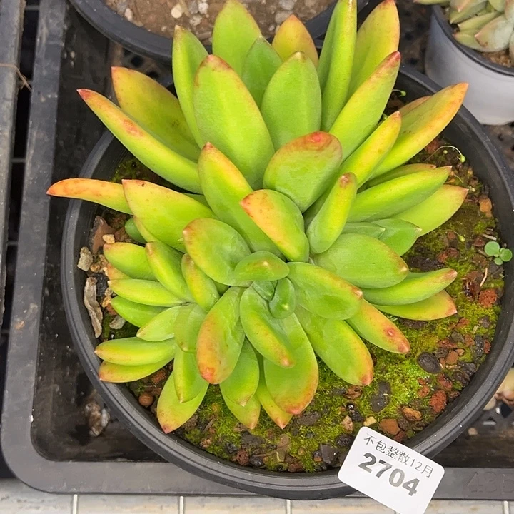 阿雅园艺。       2704海洋之歌