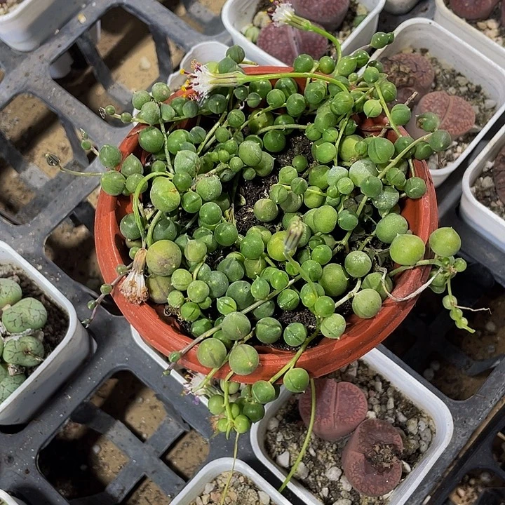 佛珠3.8带哦土发货