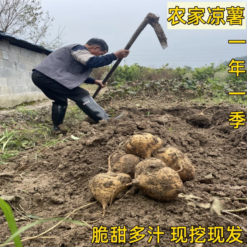 农家凉薯 新鲜现挖 脆甜 地瓜 地萝卜