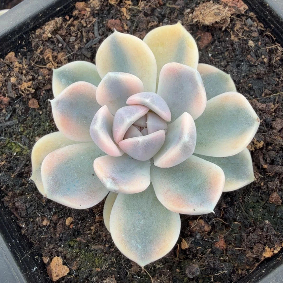 汉堡锦腹轮锦一刻的