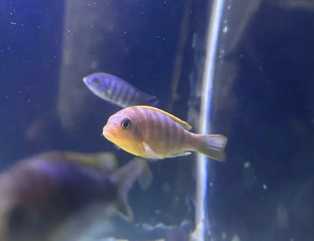三湖慈鲷自然发色大骷髅