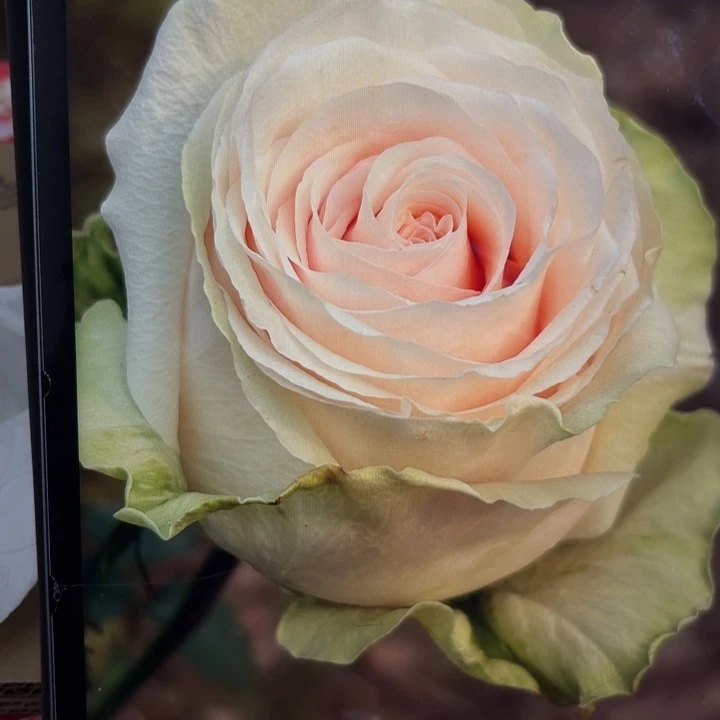 无花朵甜蜜卡洛琳中苗