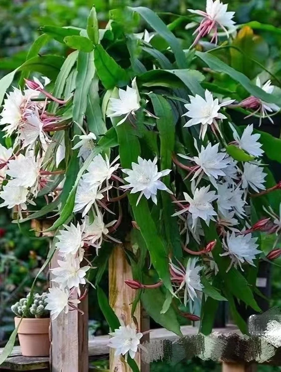 小叶昙花盆栽带花苞大苗室内外阳台庭院四季易活花卉绿植