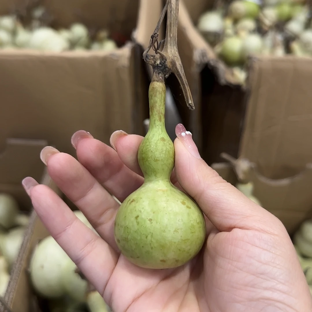 雄****葫芦啦咯啦咯啦咯啦咯啦咯