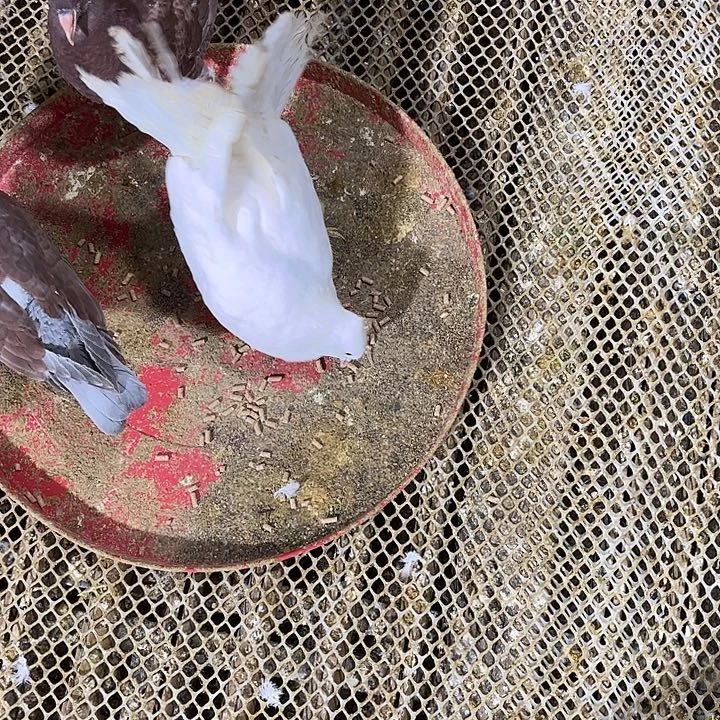 周***保珍珠鸡农村散青年肉鸽红卡努