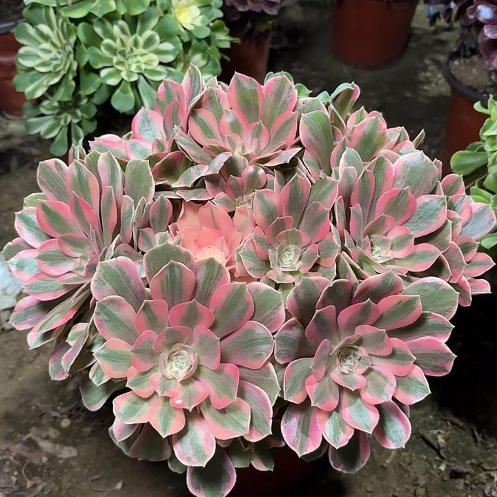 多肉植物法师女妖33