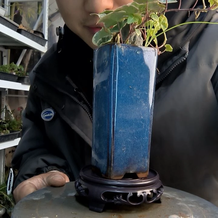 ^*^小盆景小植物一物一拍61