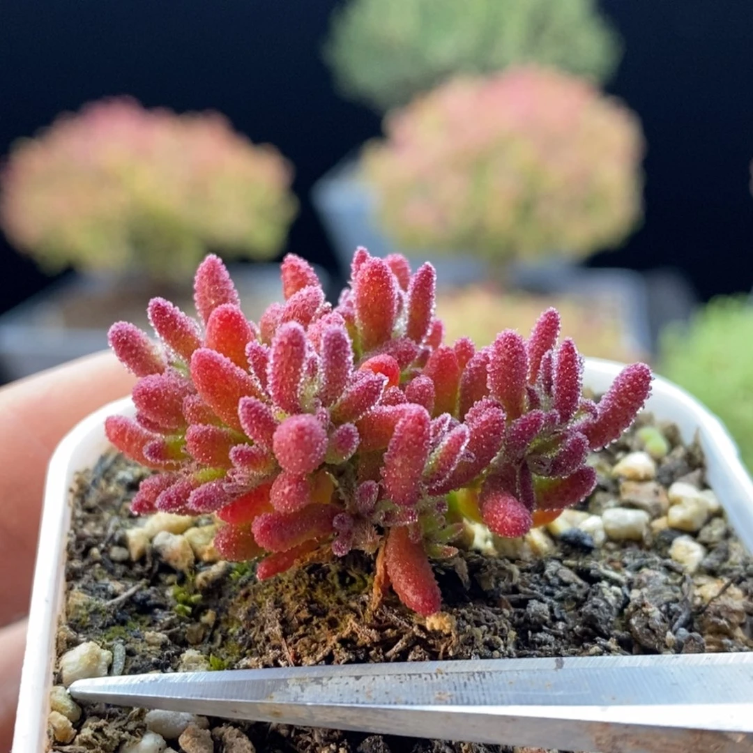 031新品红麒麟。