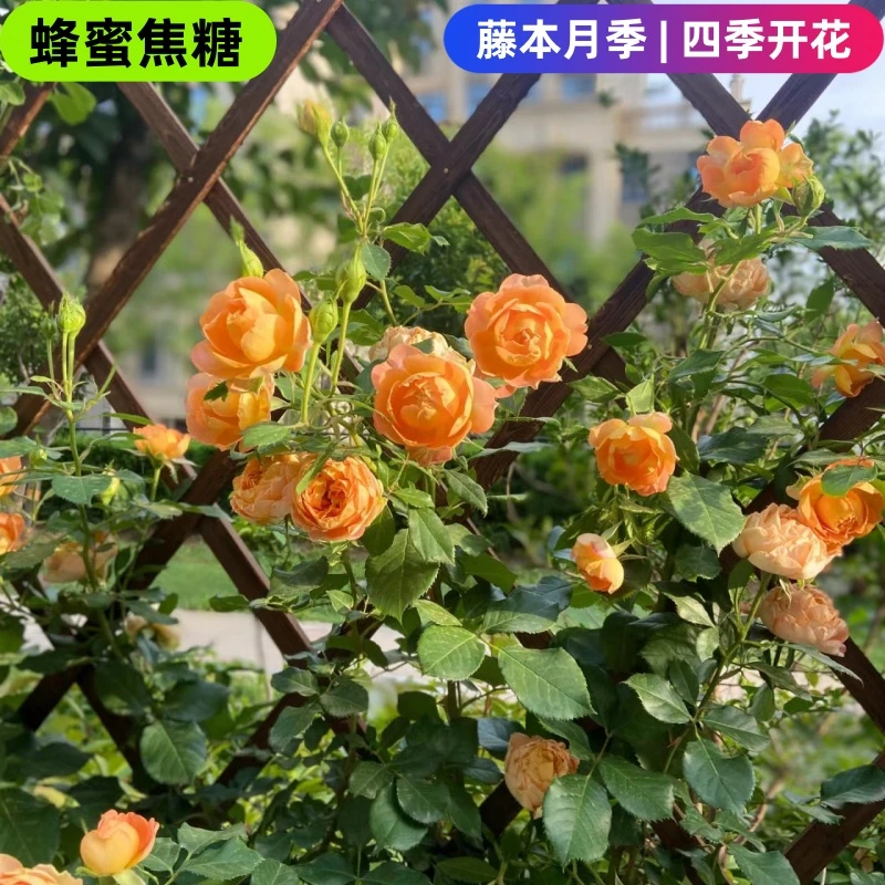 【蜂蜜焦糖小苗买一送一】月季爬藤本植物四季开花卉阳台花园庭院