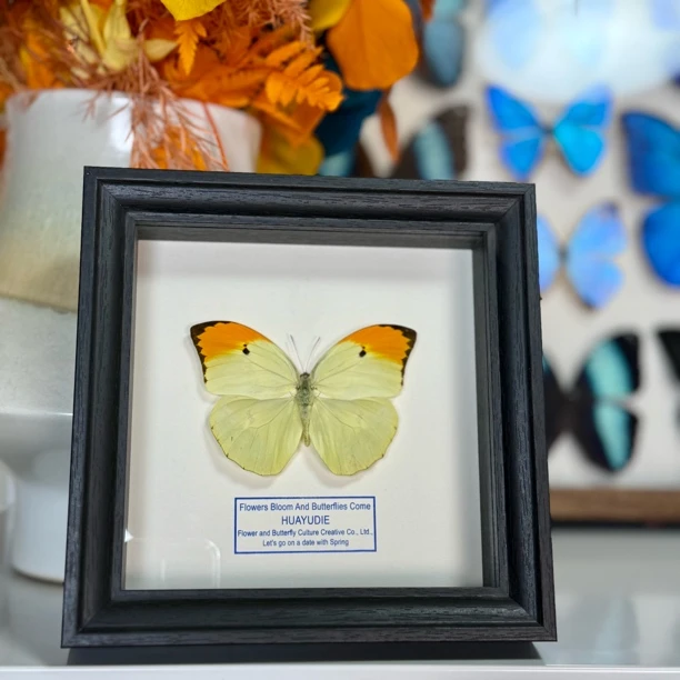 金顶大粉蝶蝶真蝴蝶标本创意礼品情人节创意礼物送女友礼物