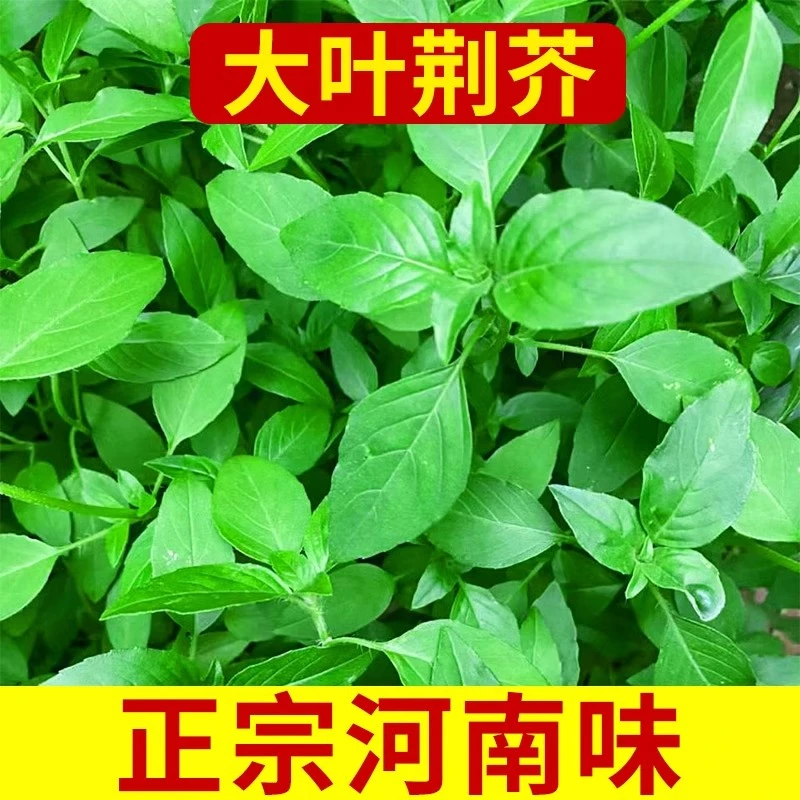 河南大叶荆芥种子菜籽阳台盆栽蔬菜种子农家四季播种荆菜春播春季