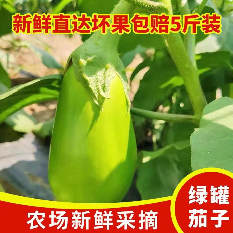 （助农价）河南摘新鲜青茄子绿茄子鲜嫩无籽可生吃应季新鲜蔬菜