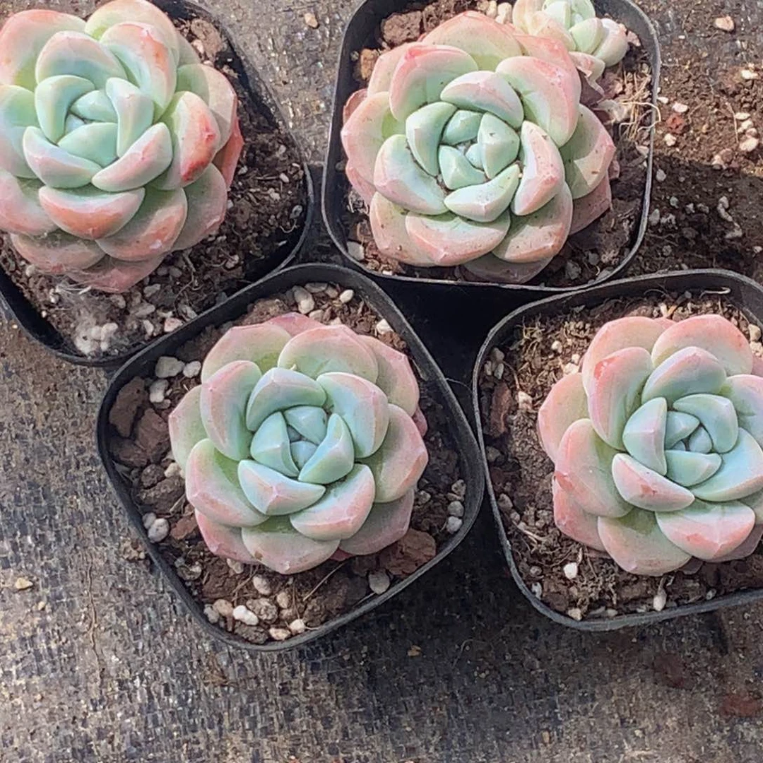 冰玉。（满9.99包邮不满9.99发叶子）