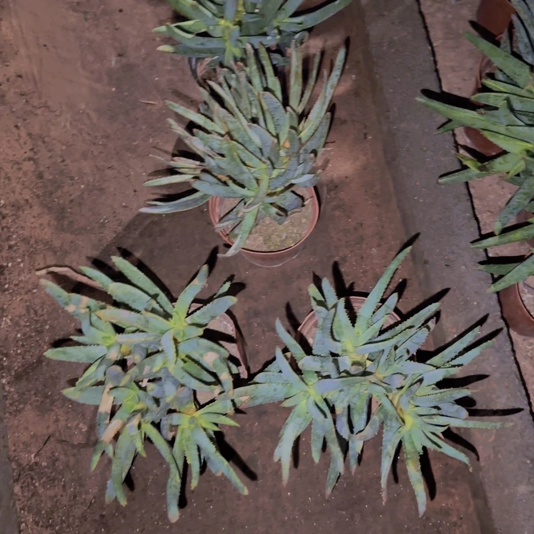 块根植物块根植物块根