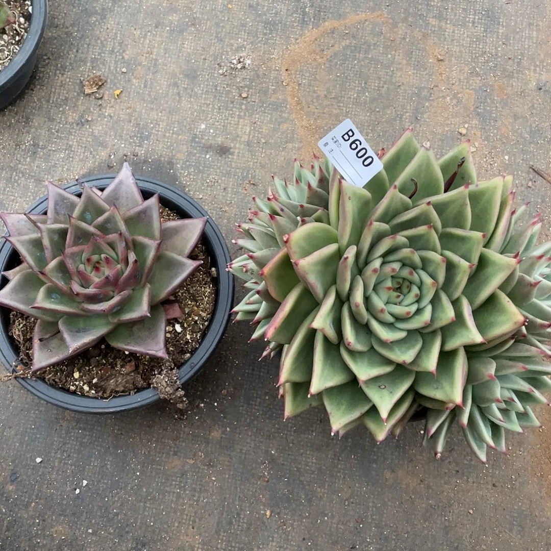 若如东云组拍B600